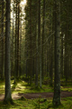 Sunlight streaming through a pine forest - PhotoDune Item for Sale