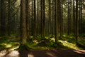 Sunlight streaming through a pine forest - PhotoDune Item for Sale