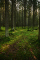Path through a pine forest - PhotoDune Item for Sale