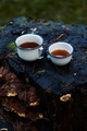 Two white cups of hot tea on the old stump - PhotoDune Item for Sale