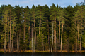 pine forest on the lake - PhotoDune Item for Sale