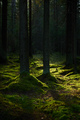 Sunlight streaming through a pine forest - PhotoDune Item for Sale