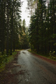 Asphalt road going through dark conifer forest - PhotoDune Item for Sale