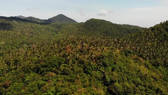 Tropical Forest on Island