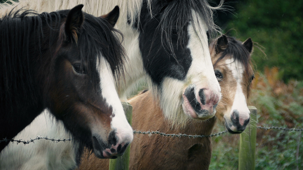 Horses In The Field Portrait