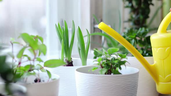 Woman is Watering Home Plants