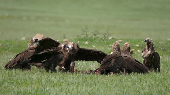 Wild Vulture Herd Eating a Dead Animal Carcass