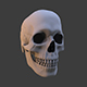 High Poly Skull - 3DOcean Item for Sale
