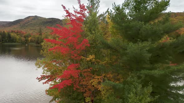 Drone Flying Close to Vibrant Red Orange Yellow Trees on Small Lake Island Fall