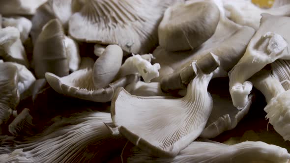 Slider shot of all the pieces of the cluster of oyster mushrooms cut off.