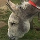 Donkey Call