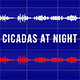 Cicadas at Night