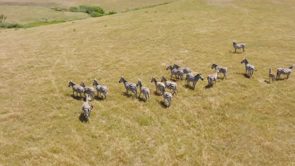 Great Migration in the Serengeti Herd of Zebras Grazing on Dry Land on Hot Day