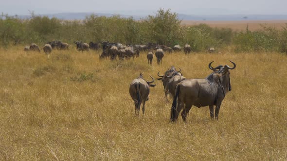 Gnus on dry plains of Masai Mara