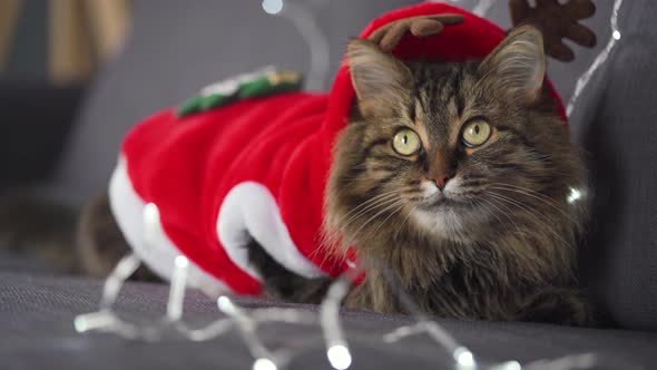 Close Up Portrait of a Tabby Fluffy Cat Dressed As Santa Claus Lies on a Background of Christmas
