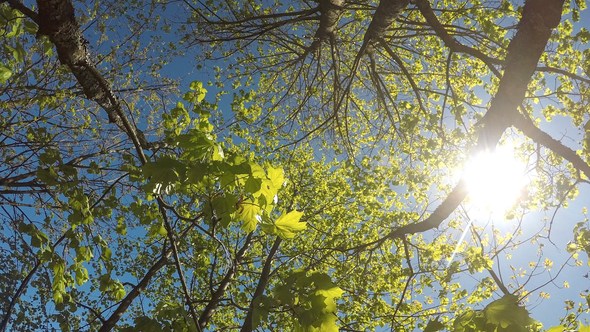 Spring Leaves Opening