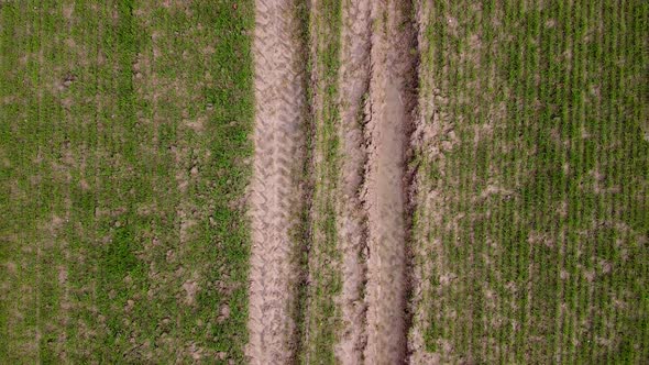 Aerial view of lines of tractor tracks and crops freshly planted in a field in spring, farming agric