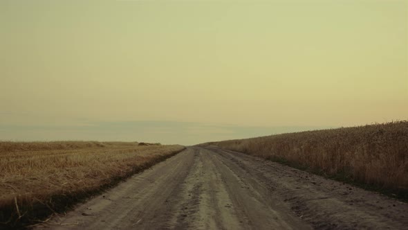 Road Wheat Field on Sunset Country Landscape