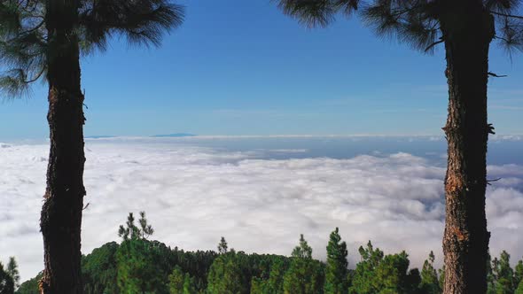 Zooming through two cycas trees on a scenic view from the Pico de Teide mountain on Canary Islands o