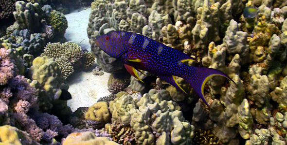 COral Gruper Fish On Coral Reef