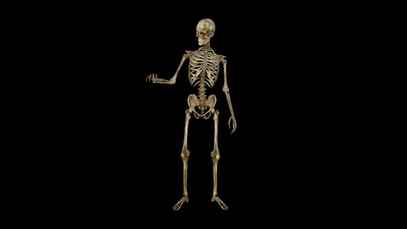 The Skeleton Examines its Body alt