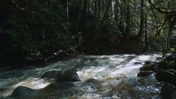 Mid shot of a stream in a dark and mossy forest.