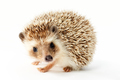 hedgehog, erinaceus albiventris - PhotoDune Item for Sale