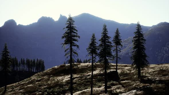 Trees on Meadow Between Hillsides with Conifer Forest