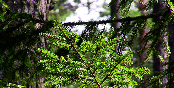 Spruce Twig