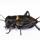 Crickets