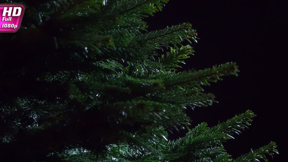 Dark Coniferous Forest Thicket