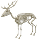 Deer Skeleton - 3DOcean Item for Sale