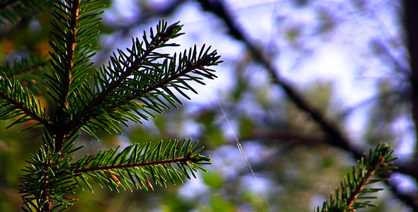 Spruce Twig With Webs