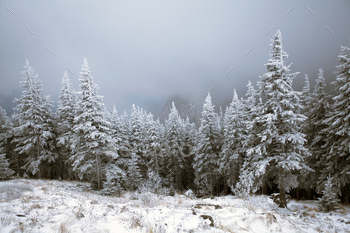 s in mountains covered with fresh snow – Magic holiday background