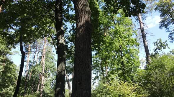 Forest with Trees on a Summer Day Slow Motion