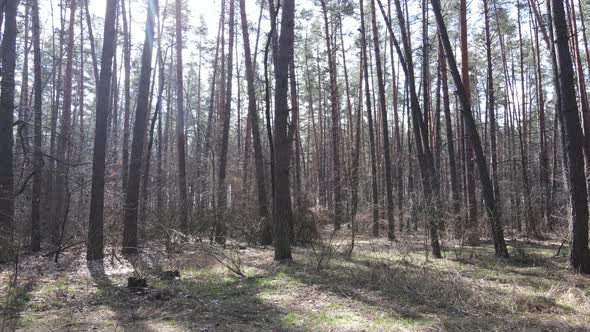 Forest Landscape Aerial View Slow Motion