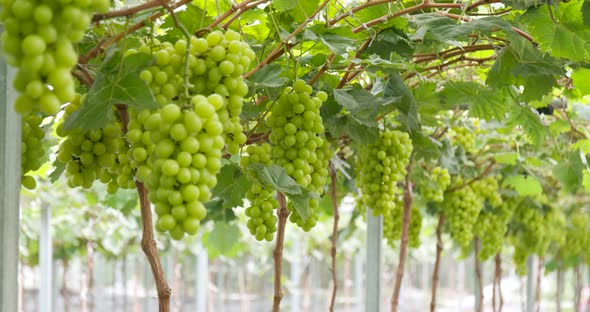 Fresh Green grape farm