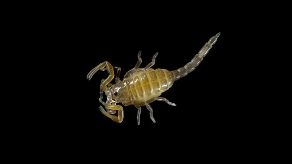 Newborn Scorpion Lychas Tricarinatus, Family Buthidae, Distributed in India