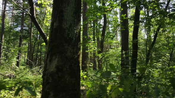 Forest with Trees on a Summer Day Slow Motion