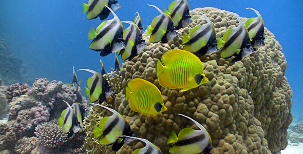 Bannerfish On Coral Reef