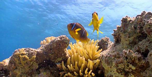 Clown Anemonefish In Coral Reef