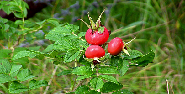 Dog-Rose