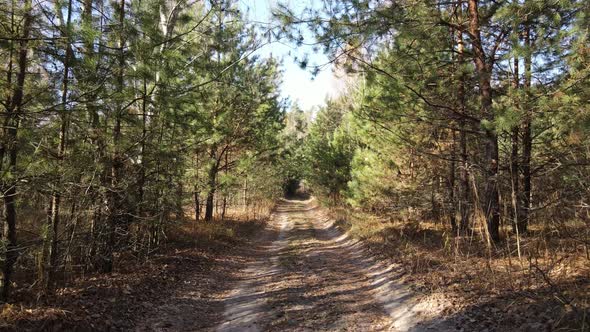 Beautiful Forest with Trees in an Autumn Day