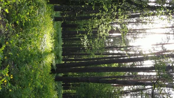 Vertical Video of a Beautiful Green Pine Forest on a Summer Day Slow Motion