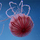 Jellyfish Animated 3D Model - 3DOcean Item for Sale