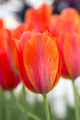Tulip close-up - PhotoDune Item for Sale