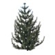 spruce tree - 3DOcean Item for Sale