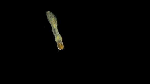 Larva of Large Midge Under a Microscope, the Genus Simulium