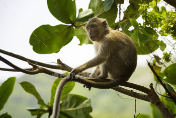  as long-tailed macaque