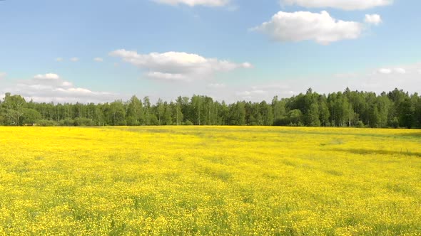 Drone Flies Low Over Yellow Rapeseed Field with Forest and Sky on Background